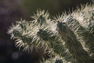 Close-up of plant