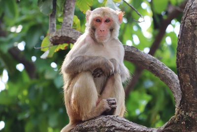 Monkey sitting on tree