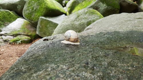 Close-up of snail on rock