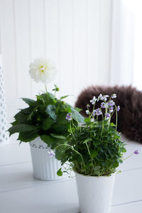 Close-up of potted plant at home