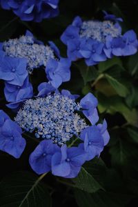 Close-up of purple hydrangea flowers