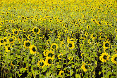 Scenic view of sunflower field