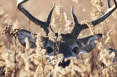 animal