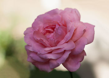 Close-up of rose against blurred background