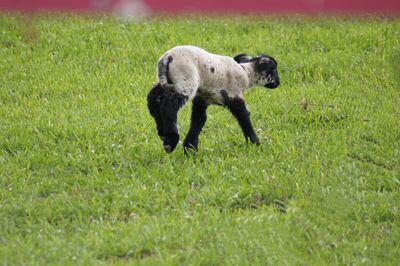 Full length of a dog running on grassy field