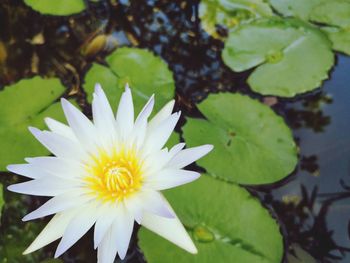 Close-up of white flower on lake
