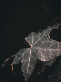 Close-up of dry leaf against black background