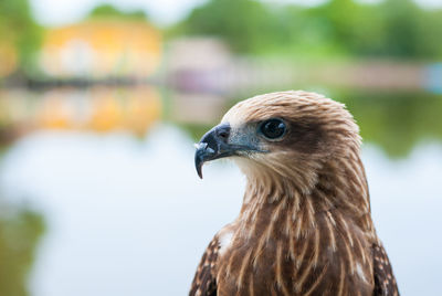 Close-up of eagle against blurred background