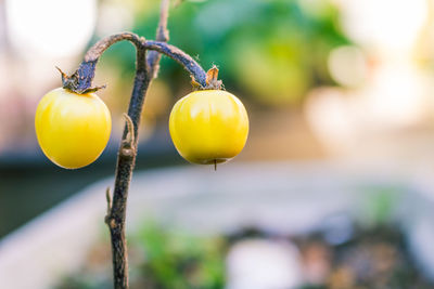 Close-up of oranges growing on plant