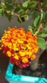 Close-up of orange flower