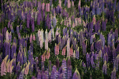 Purple flowers growing in garden