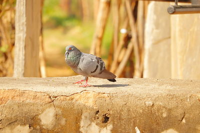 Close-up of bird perching on retaining wall
