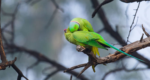 Low angle view of parrots perching on tree