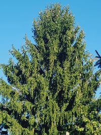 Low angle view of fresh green trees against blue sky