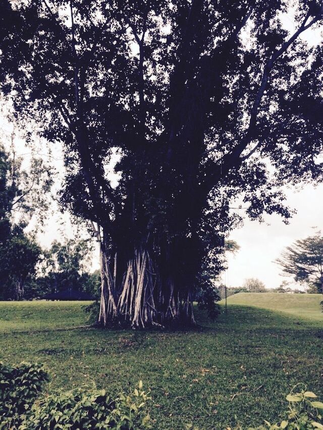 tree, tranquility, grass, tranquil scene, field, growth, nature, tree trunk, landscape, branch, beauty in nature, scenics, sky, grassy, green color, park - man made space, sunlight, non-urban scene, outdoors, day