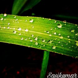 Close-up of wet green leaf on grass