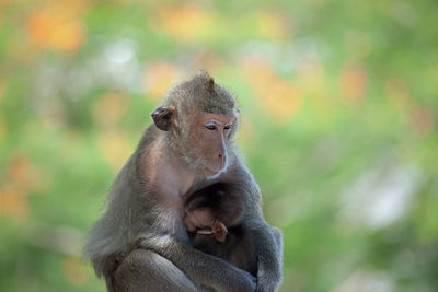 Close-up of monkeys sitting outdoors