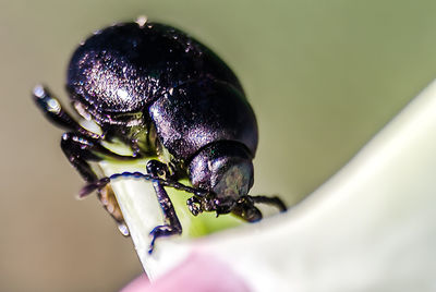 Close-up of insect on plant