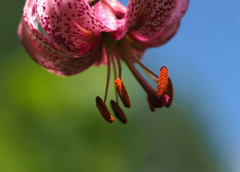 Close-up of red flower bud