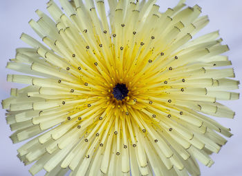 Close-up of yellow flower