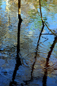 Reflection of trees in water