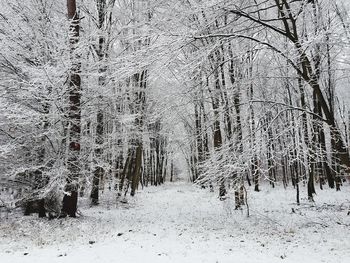 Bare trees in forest during winter