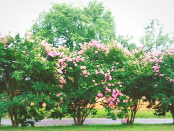 Flowers growing in park