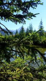 Reflection of trees in lake against sky