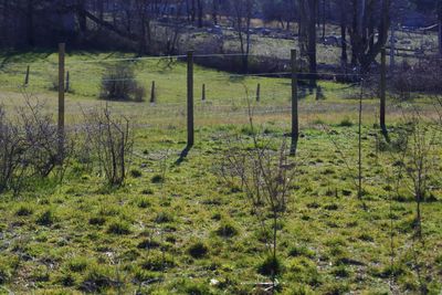 Scenic view of field