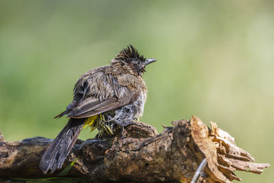 Close-up of bird perching on tree