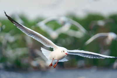 A photograph of a white seagull flying in the sky with its flocks.