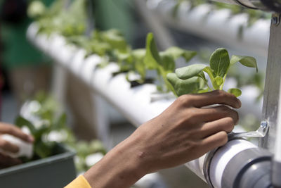 Close-up of hand holding plant