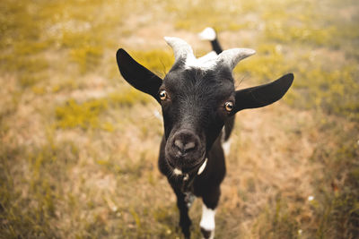 Portrait of a horse on field