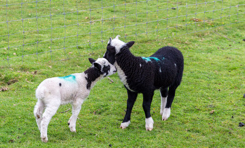 Sheep standing in a field