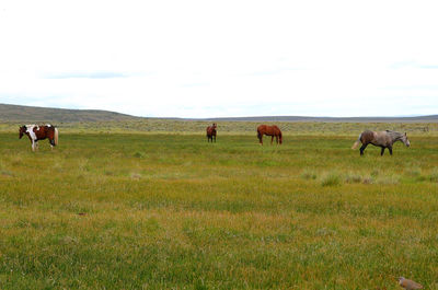 Horses grazing in a field