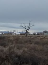 Bare tree on landscape against sky