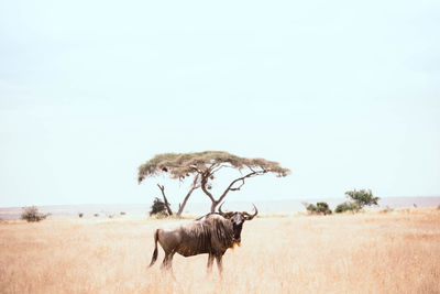 Wildebeest standing on field against sky