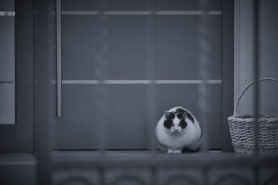 Portrait of a cat on wall