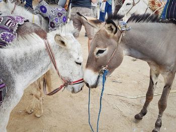 Close-up of two donkeys