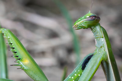 Mantis patiently posing and lurking. close up of insect in the nature