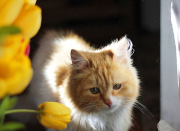 Portrait of ginger cat