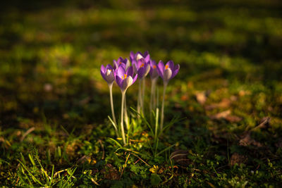 Close-up of pink crocus flowers on field