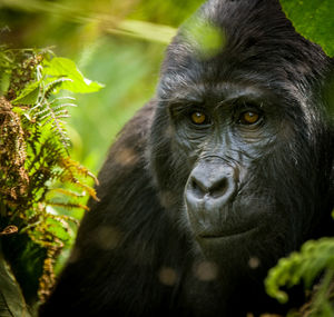 Close-up portrait of a monkey