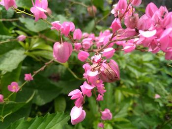 Close-up of pink flowers blooming outdoors