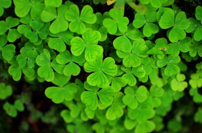 Full frame shot of green leaves