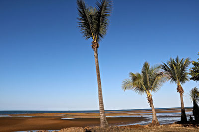 Palm trees on beach against clear blue sky