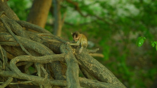 Close-up of lizard on tree