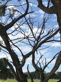 Low angle view of bare tree against sky