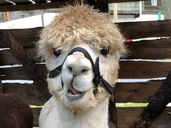 Close-up of alpaca in pen