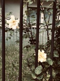 Close-up of white flowering plants